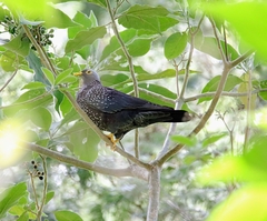 Columba arquatrix