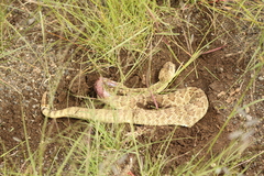 Crotalus scutulatus
