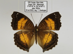 Junonia terea terea