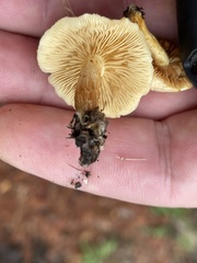 Gymnopilus palmicola