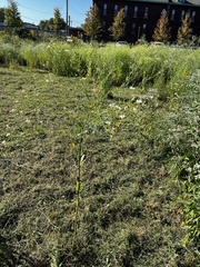 Boltonia asteroides