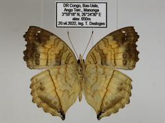 Junonia terea terea