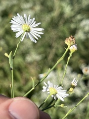 Boltonia asteroides