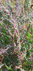 Suaeda maritima