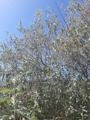 Elaeagnus angustifolia