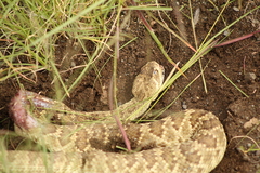 Crotalus scutulatus