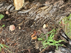 Gymnopilus palmicola