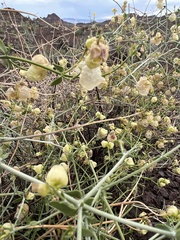 Scutellaria mexicana