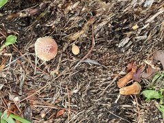 Gymnopilus palmicola