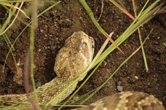 Crotalus scutulatus
