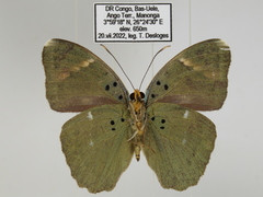 Euphaedra medon