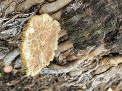 Gymnopilus palmicola