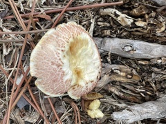 Gymnopilus palmicola