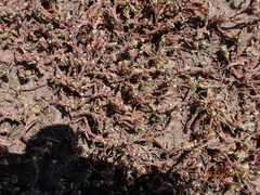 Polygonum arenastrum