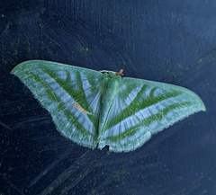 Mixochlora argentifusa