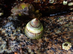 Patellogastropoda