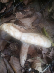 Lactarius chrysorrheus