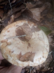 Lactarius chrysorrheus