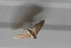 Herpetogramma licarsisalis