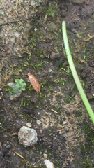 Androniscus dentiger