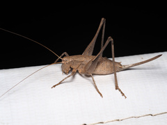 Idionotus siskiyou