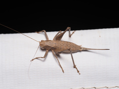 Idionotus siskiyou