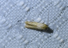 Pigritia
