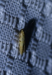 Pigritia