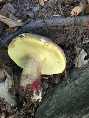Butyriboletus fechtneri
