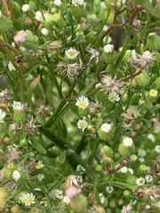 Erigeron canadensis