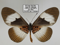 Acraea pseudeuryta