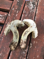 Butyriboletus fechtneri