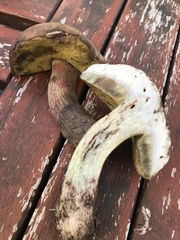 Butyriboletus fechtneri