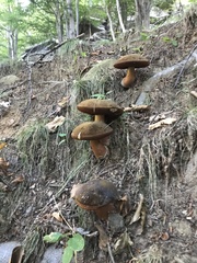 Neoboletus erythropus