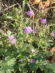 Geranium pyrenaicum