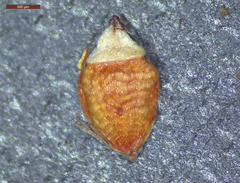 Rhynchospora globularis