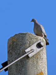 Columba oenas