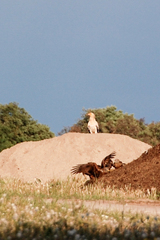 Neophron percnopterus