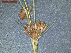 Rhynchospora globularis