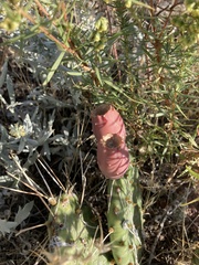 Opuntia cymochila