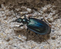 Lebia viridis