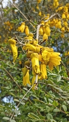 Sophora cassioides