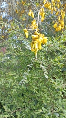 Sophora cassioides