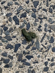 Urocyon cinereoargenteus