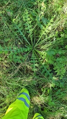Cirsium palustre