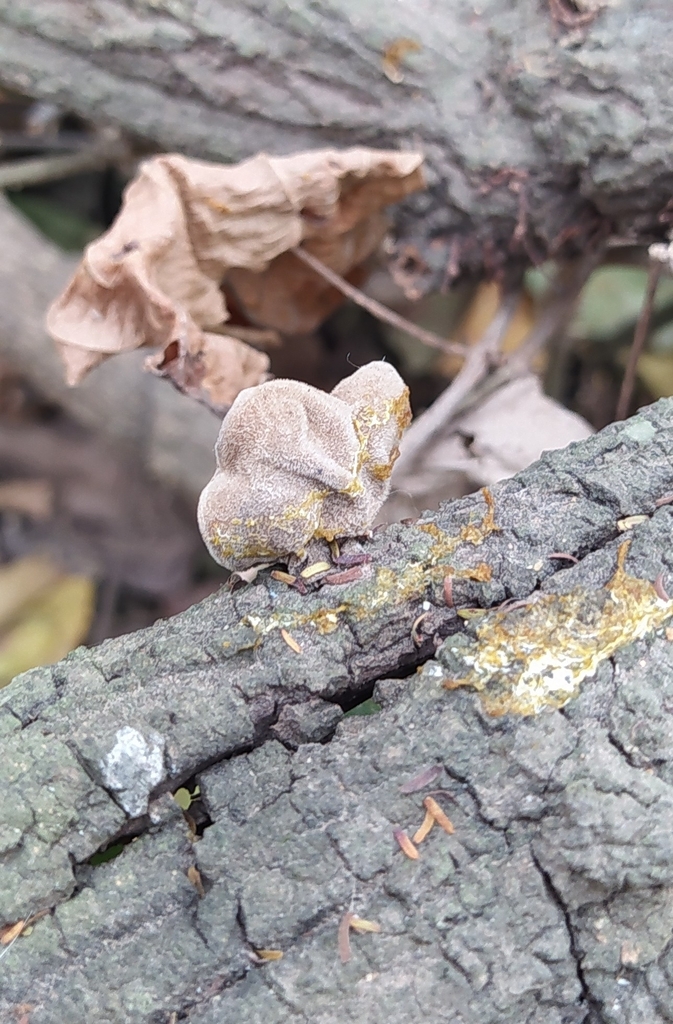 Auricularia nigricans · September 2022 · photo: © seba_fornes (iNaturalist, cc-by)