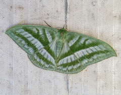 Mixochlora argentifusa