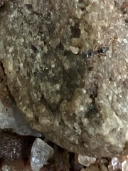 Brachyponera chinensis