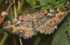 Rheumaptera meadii