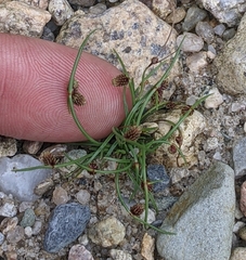Cyperus subsquarrosus